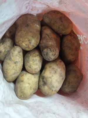 Фото объявления: продам картофель крупный в Таштыпе