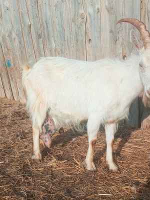 Фото объявления: Дойные козы в Калмыкии