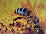 Пчелопакеты пчелы в наличии СПб