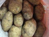 продам картофель крупный