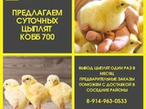 Цыплята Суточные бройлера КОББ 700