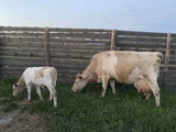 Коровы с телёнком 