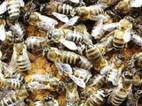 Продам сильные пчелосемьи Карпатка
