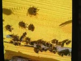 пчелы семья