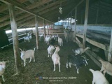 Продам стадо коз Нубийской породы 